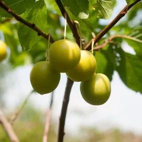 Gage Tree - Old Greengage (Prunus domestica 'Greengage') 1